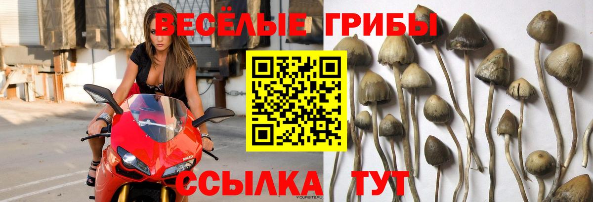 Нарткала  Галлюциногенные грибы Cubensis  Вход с VPN 